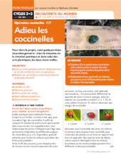 Opération coccinelles (7) Adieu les coccinelles