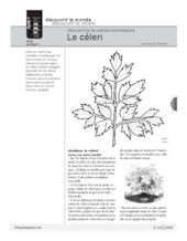 Plantes aromatiques (1) / Le céleri