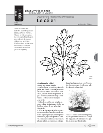 Plantes aromatiques (1) / Le céleri - FichesPédagogiques.com