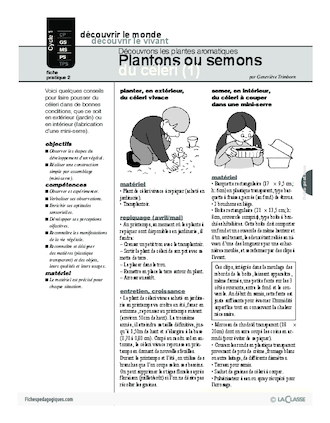 Plantes aromatiques (2) / Plantons ou semons du céleri