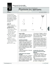 Plantes aromatiques (3) / Plantons ou semons du céleri (2)