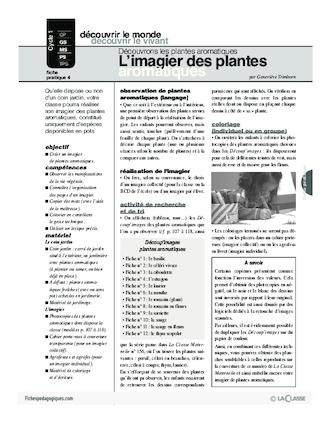 Plantes aromatiques (4) / L'imagier des plantes aromatiques