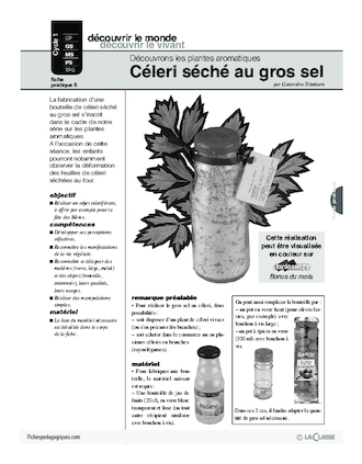 Plantes aromatiques (5) / Céleri séché au gros sel