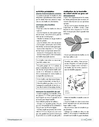 Plantes aromatiques (5) / Céleri séché au gros sel