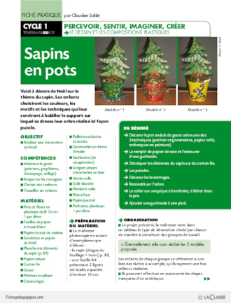 Sapins en pots