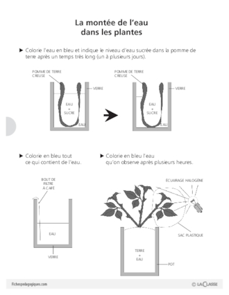 Sciences et techno (10) / Montée de l'eau dans les plantes