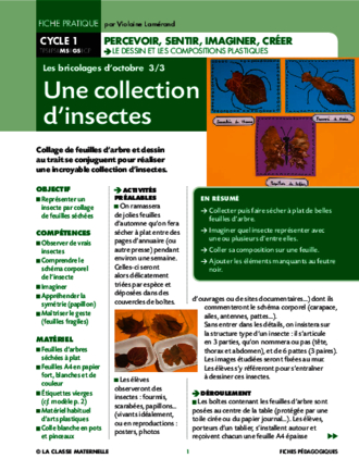 Une collection d'insectes